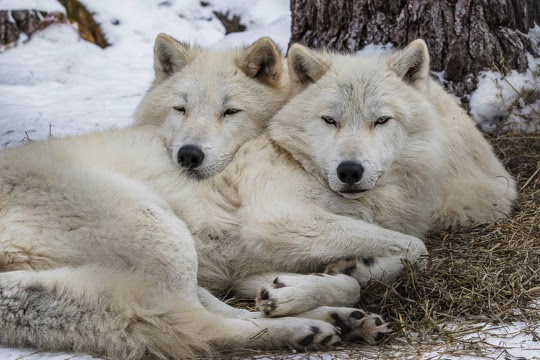 INTERNATIONAL WOLF CENTER | WolfLink Videoconferencing