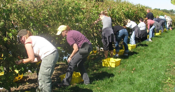CANNON RIVER WINERY | Fall Grape Harvest Team Building!