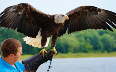NATIONAL EAGLE CENTER | Spring Eagle Programs Are Here!