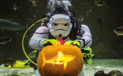 SEALIFE AT MALL OF AMERICA | Underwater Pumpkin Carving