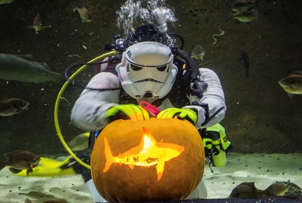 SEALIFE AT MALL OF AMERICA | Underwater Pumpkin Carving