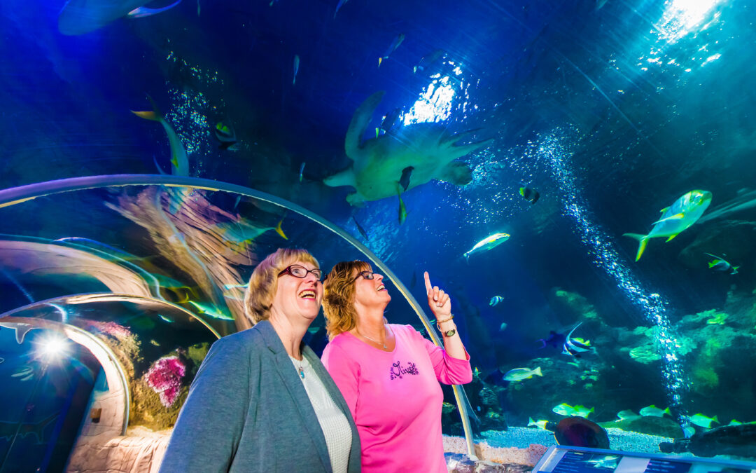SEALIFE AT MALL OF AMERICA | Stay Cool Beneath the Waves!